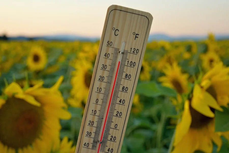 Un termómetro de madera que marca unos 33 °C (91 °F) se muestra frente a un campo de girasoles al atardecer, con girasoles y montañas difuminados visibles al fondo: una imagen que evoca el récord histórico de temperaturas registradas recientemente en España y la creciente preocupación por las muertes por calor.