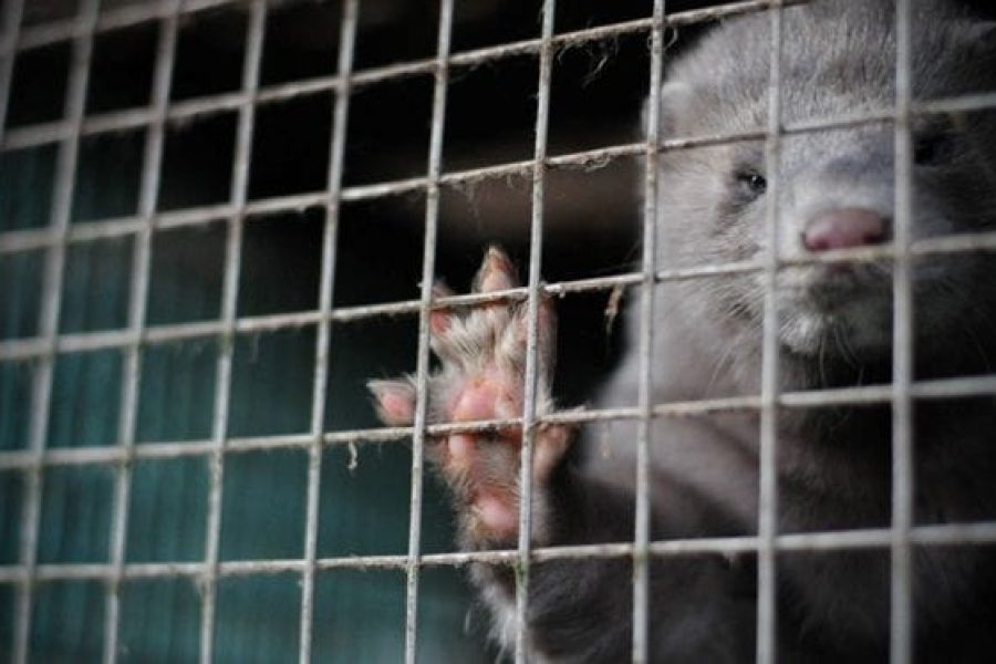 Visón americano | Foto de WWF