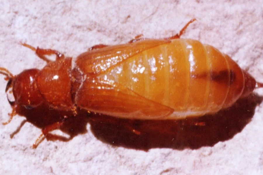 Cebrio gypsicola hembra