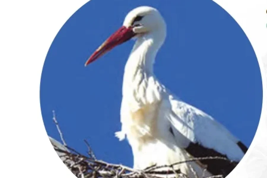 Renatura Rivas nos acerca a la fauna y flora de la ciudad