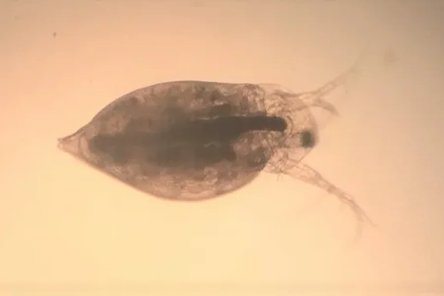 Las pulgas y los genes