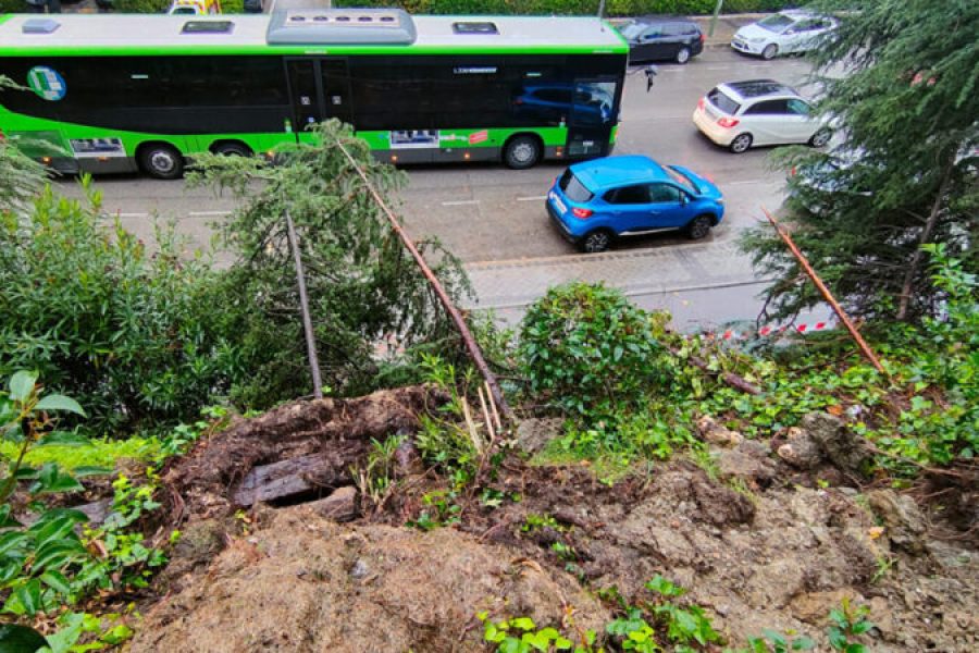Se talan 27 árboles en Covibar en riesgo de caída