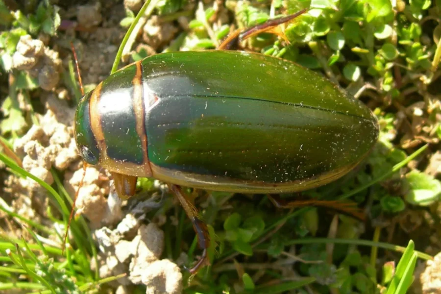 Pequeños grandes atletas