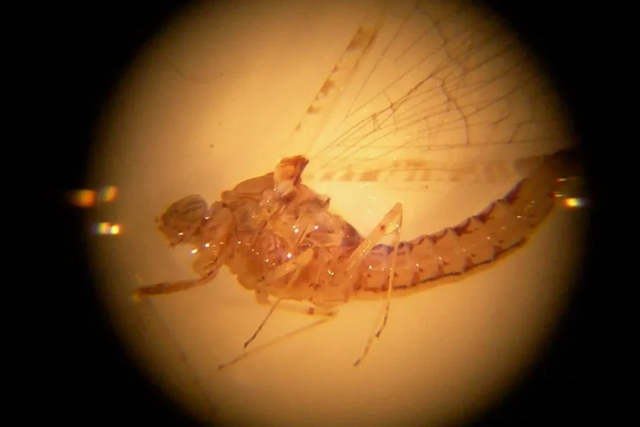 Efímera de la especie Cloeon dipterum (Rivas-Vaciamadrid) 2