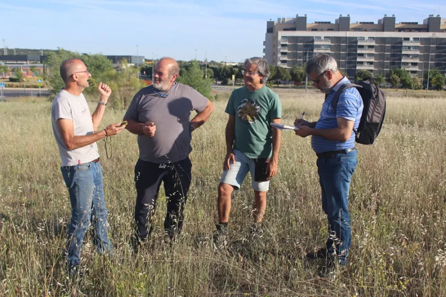 Descubren en Rivas una especie de ajo desconocida en España