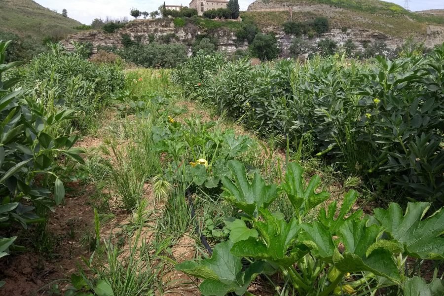 La ermita del Cristo de Rivas, en lo alto del cerro, vista desde los cultivos del Soto del Grillo