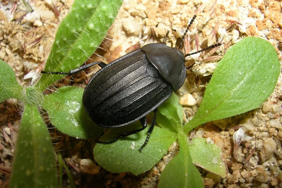 Escarabajos enterradores
