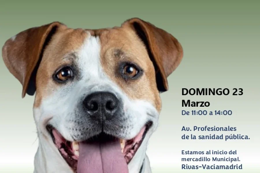 Jornada de adopción canina