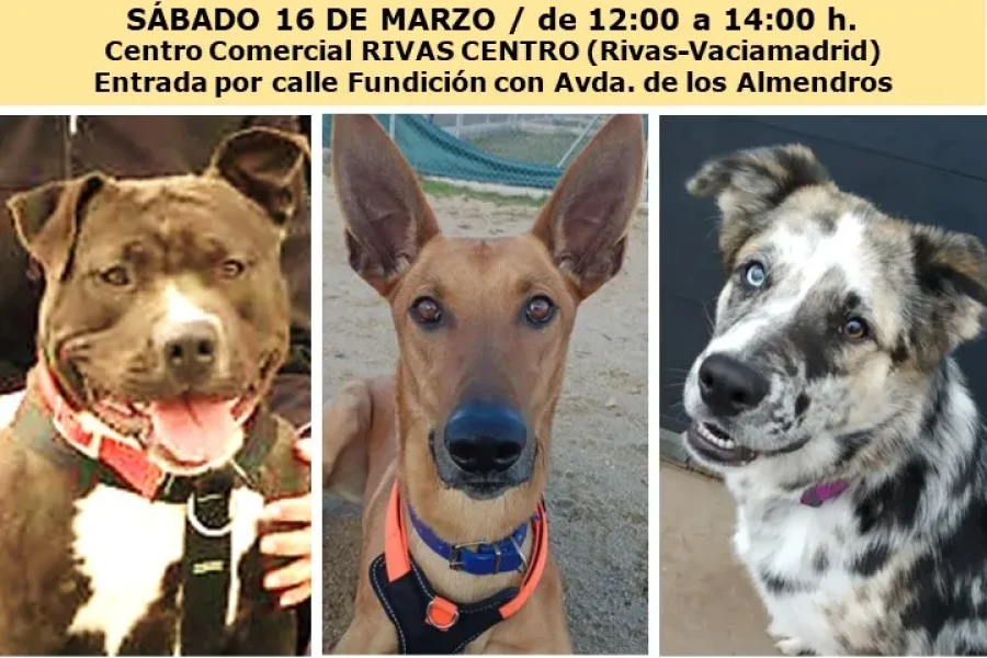 Jornada de adopción de Rivanimal- CIPAR