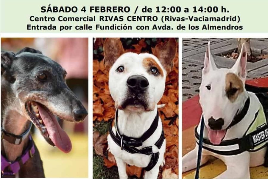 Evento de adopción Rivanimal CIPAR