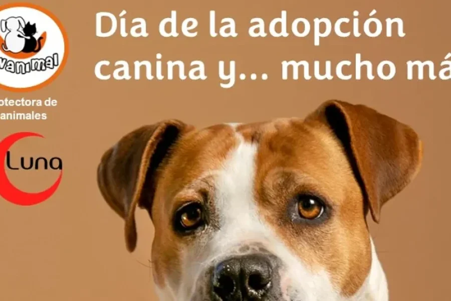 Evento vecinal de adopción animal