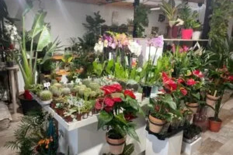 flores en la floristería