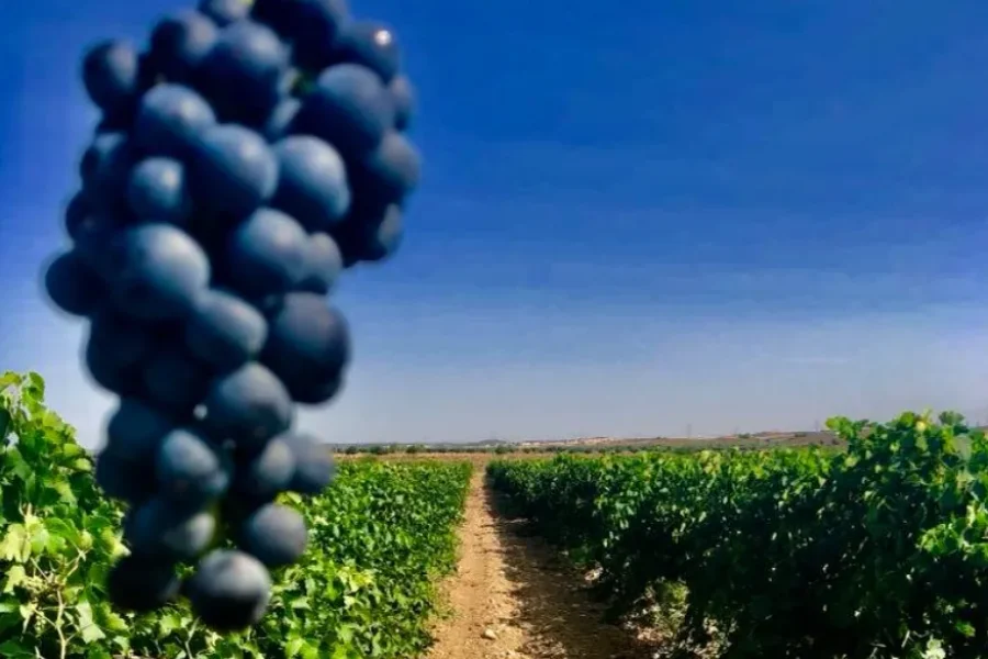 Los vinos de Madrid ganan reconocimiento internacional