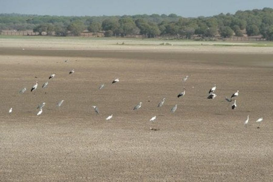 Garzas y cigüeñas en la marisma seca de El Rocío, en el Parque Nacional de Doñana | Foto de SEO/BirdLife