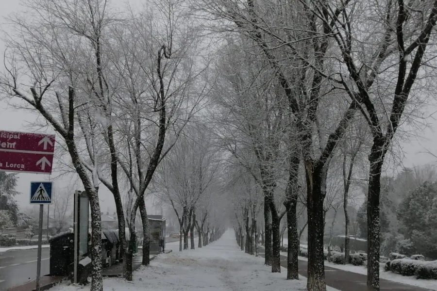 Una acera de Rivas está bordeada de árboles sin hojas cubiertos de nieve en un día nublado. La nieve cubre el suelo y las ramas tras las últimas nevadas. Una carretera discurre paralela al camino, con señales de tráfico de CECOPAL y un paso de peatones a la izquierda.