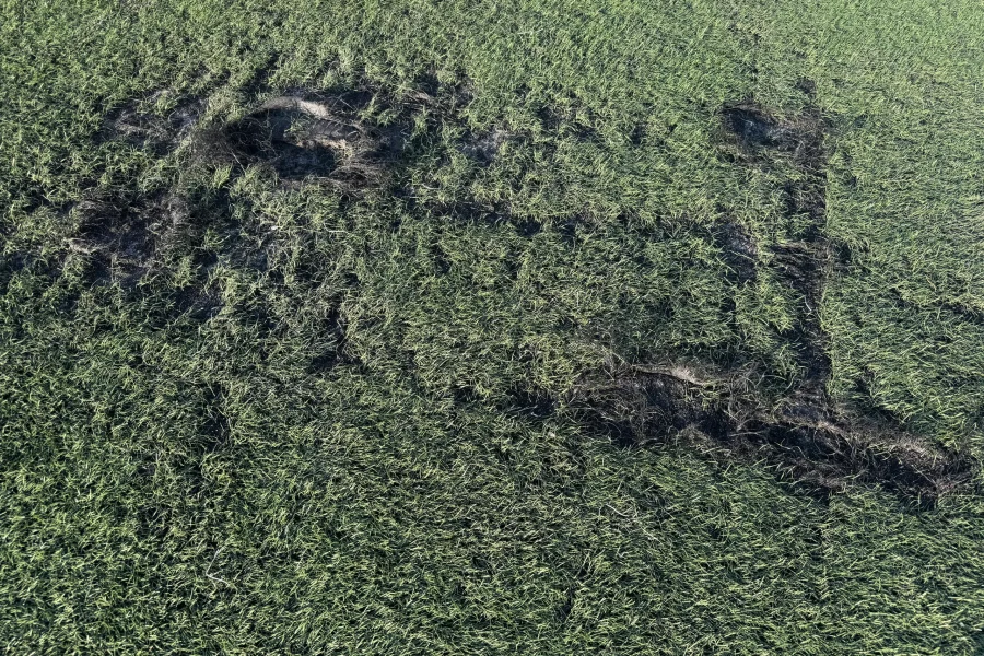 En una zona de césped del campo Cerro del Telégrafo se aprecia que el césped está dañado y arrancado, dejando al descubierto la tierra oscura que hay debajo. El estado irregular y alterado del césped sugiere que ha habido una intensa actividad recientemente y pone de manifiesto la necesidad de renovar el césped en esta zona.
