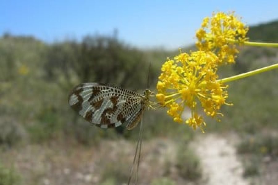 Imagen-para-Lana-376