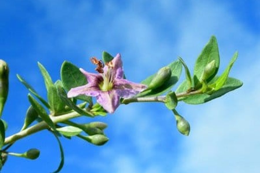 Imagen-para-Lana-381