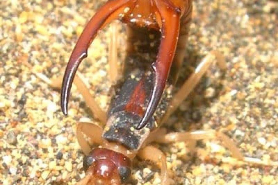 Imagen-para-Lana-382-(1)