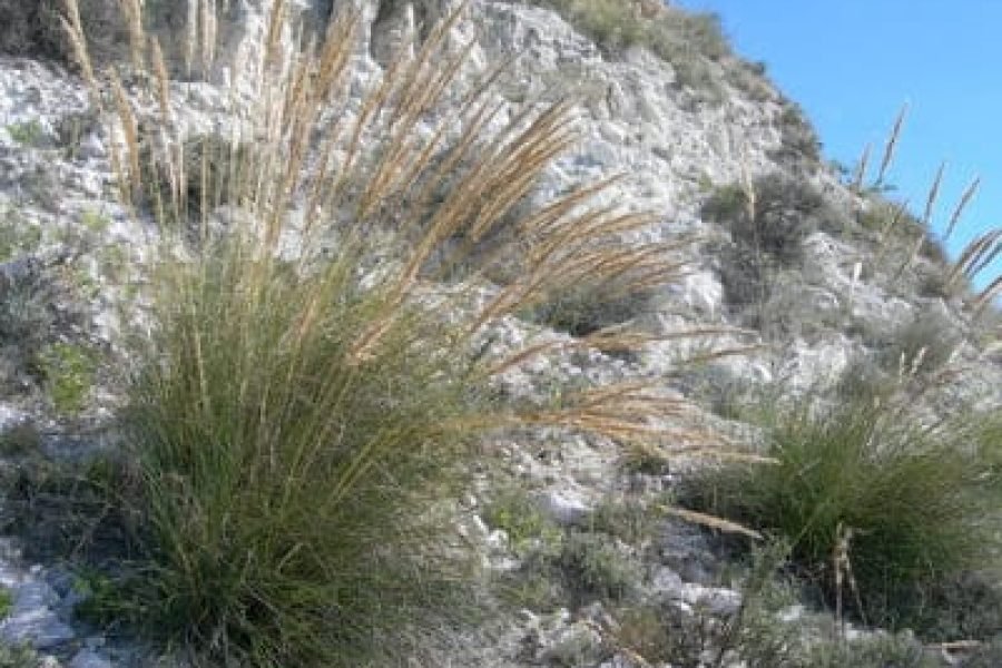 Imagen-para-Lana-383