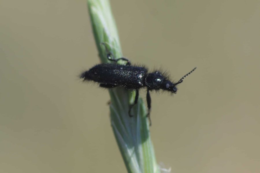 Enicopus ibericus

Naturaleza en Rivas