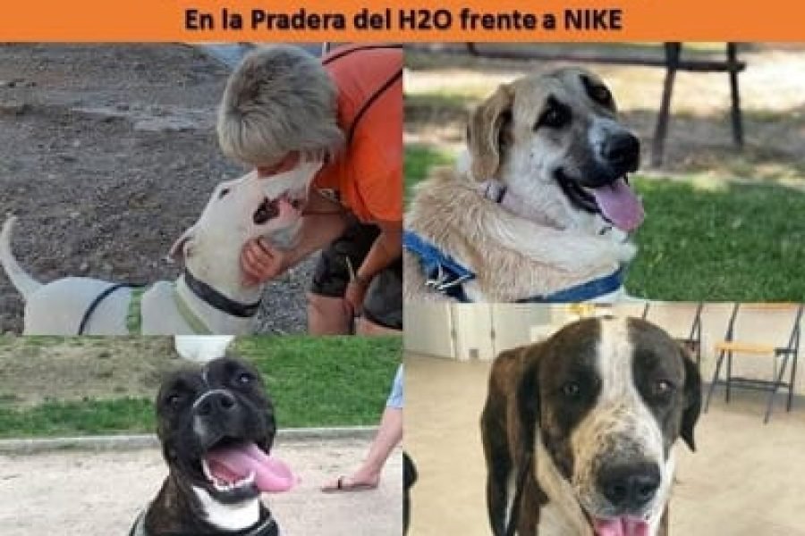 Jornada-de-adopción-canina-(1)
