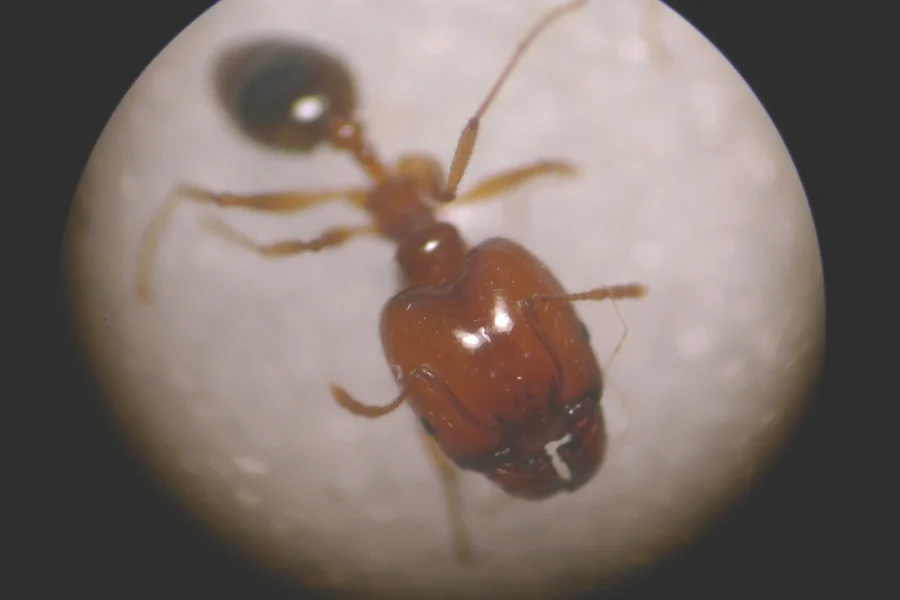 Apatrullando el hormiguero