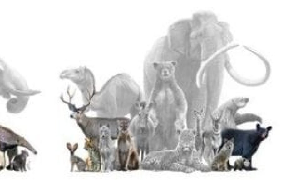 Especies de mamíferos