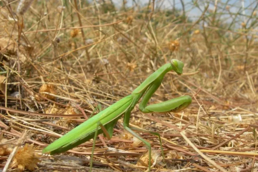 La octava plaga de Egipto