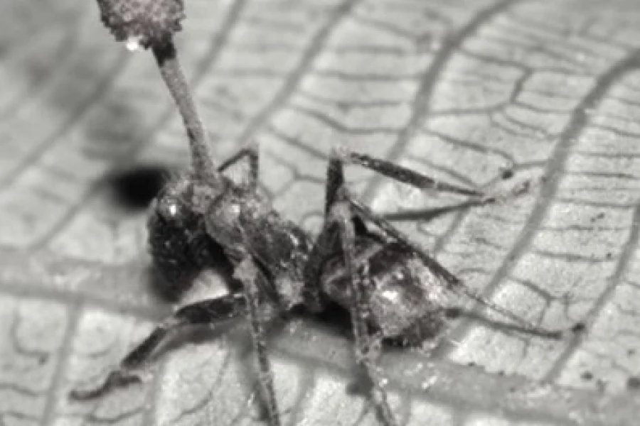 Hongos de control mental