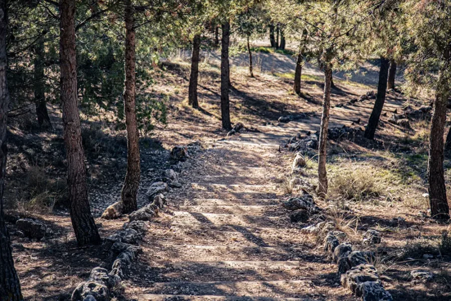 Un camino de tierra bordeado de piedrecitas serpentea por una zona boscosa de Mazalmadrit, con árboles altos y la luz del sol filtrándose entre las ramas, reflejo de la transformación ecológica de la región cada junio.