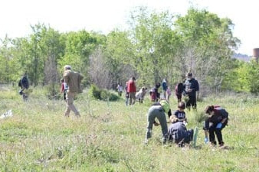 Plantación-árboles-Covibar-03