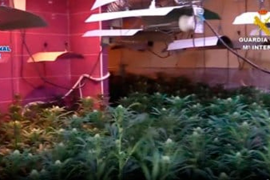 Plantación-marihuana