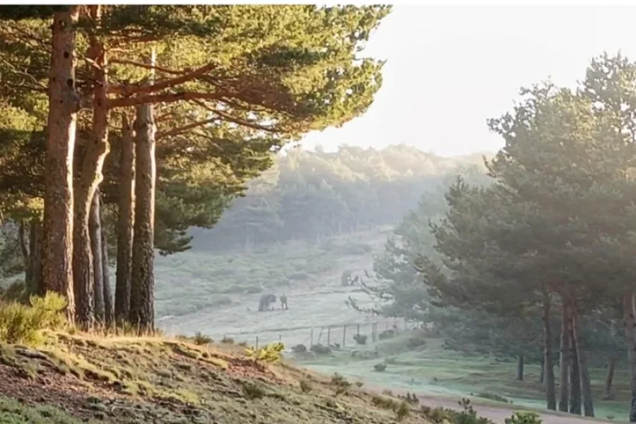 Un claro en el bosque envuelto en niebla, rodeado de pinos, en la ladera de una colina de la Comunidad de Madrid.