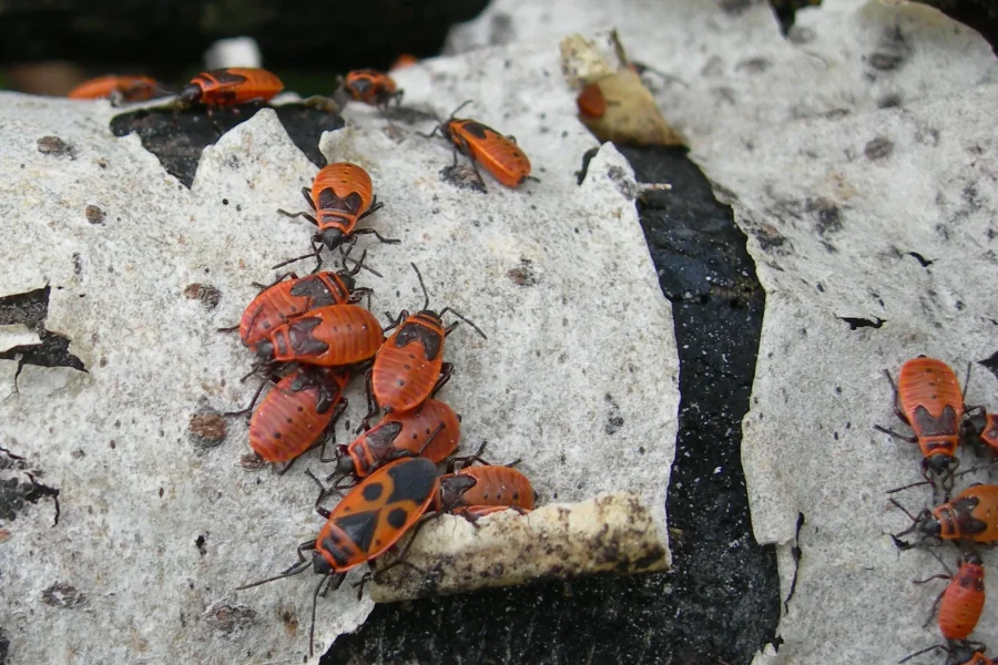 Zapatero, a tus... ¿escuelas?