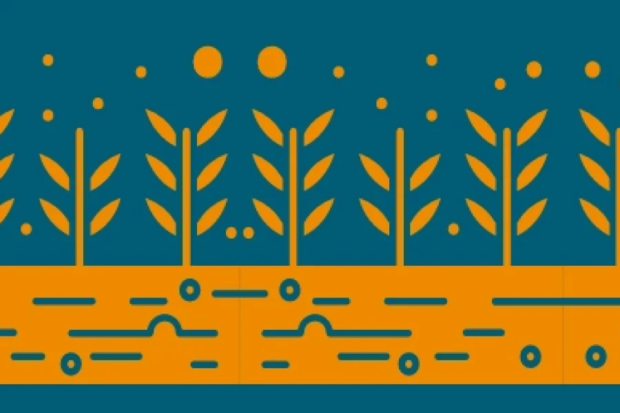Las plantas fijadoras de nitrógeno y los retos de la agricultura