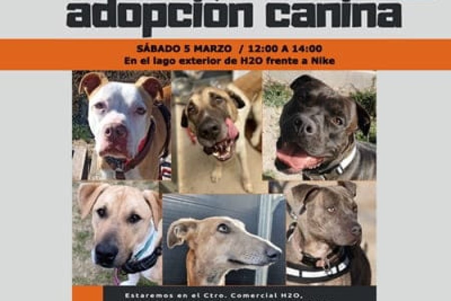 adopcion-5-marzo-2022