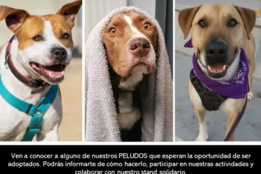 Nueva jornada de adopción canina