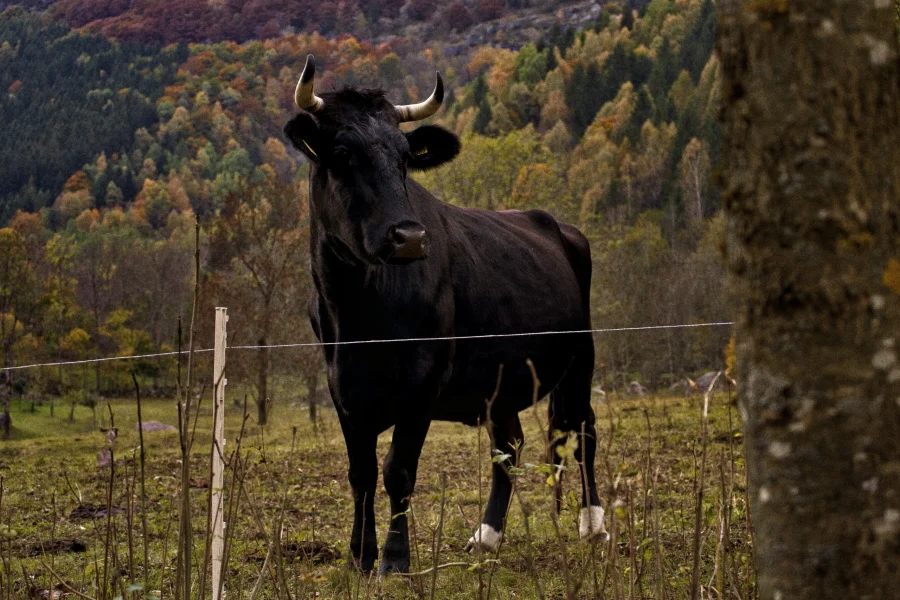 Una vaca negra con cuernos curvados está de pie en un campo cubierto de hierba, mirando ligeramente hacia la izquierda. En primer plano, una alambrada y un tronco de árbol añaden detalles a esta escena de borrador automático, con una ladera boscosa de color otoñal al fondo.