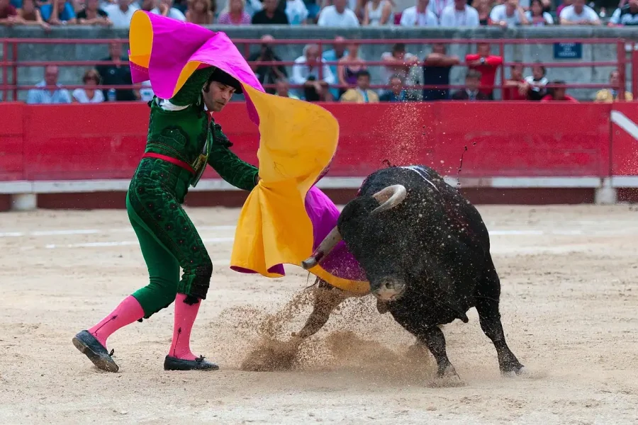 Un torero con traje verde y calcetines rosas agita un capote magenta y amarillo ante una embestida en la plaza de toros, mientras los espectadores -incluidos los partidarios de la iniciativa popular antitaurina- observan desde las gradas, a la espera de la votación en el Congreso.