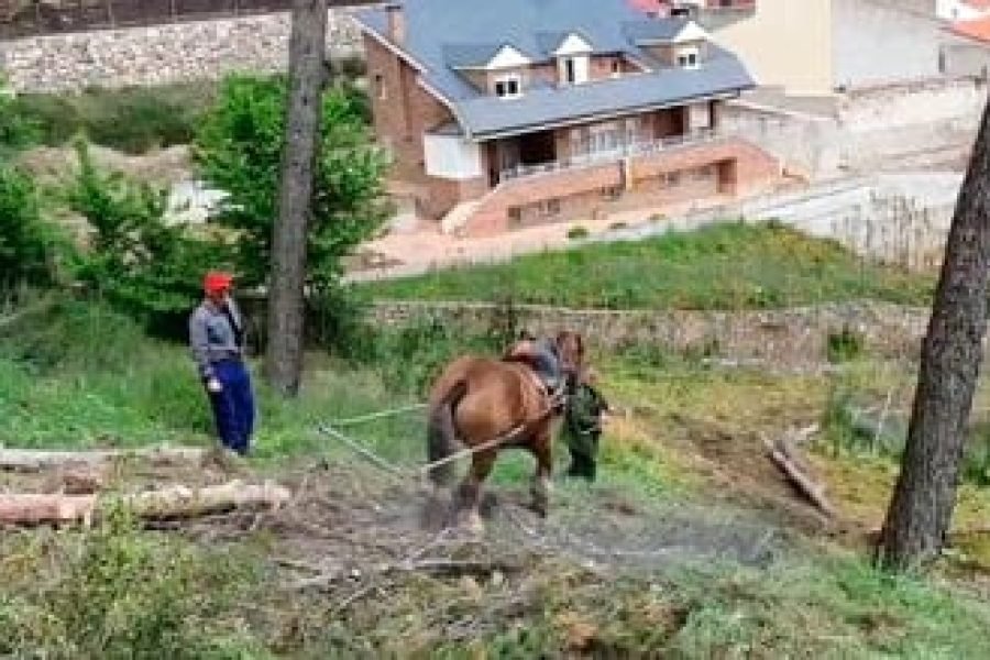 caballo_pinar