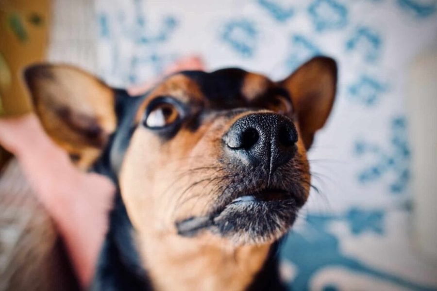 Podemos Rivas denuncia la colocación de veneno