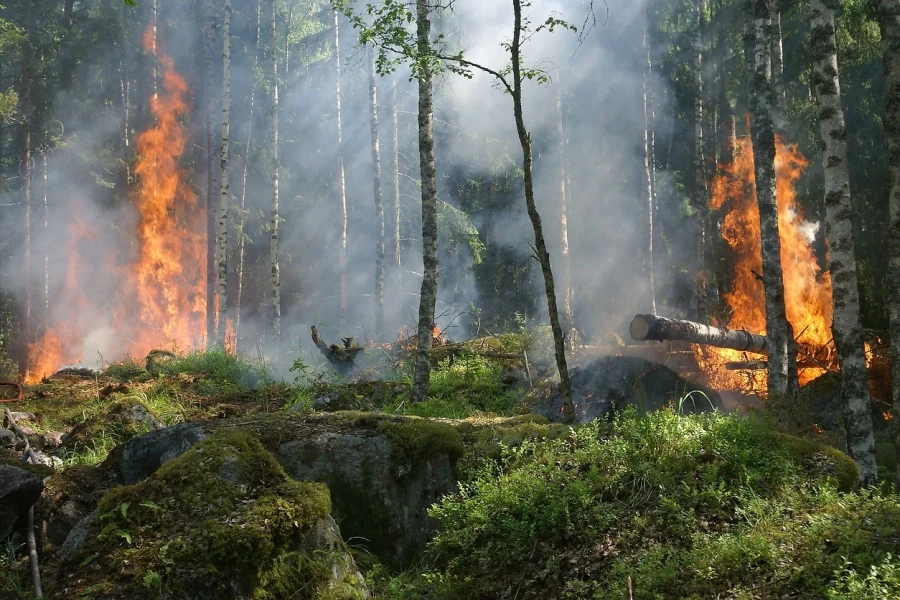 Las llamas y el humo de un incendio forestal queman un bosque con musgo verde, rocas y árboles. Algunos árboles están envueltos en llamas, mientras que otros permanecen en pie entre humo espeso y ramas caídas.