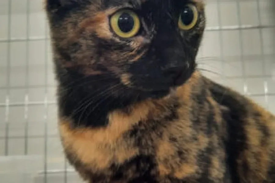 El 75% de los felinos callejeros están esterilizados