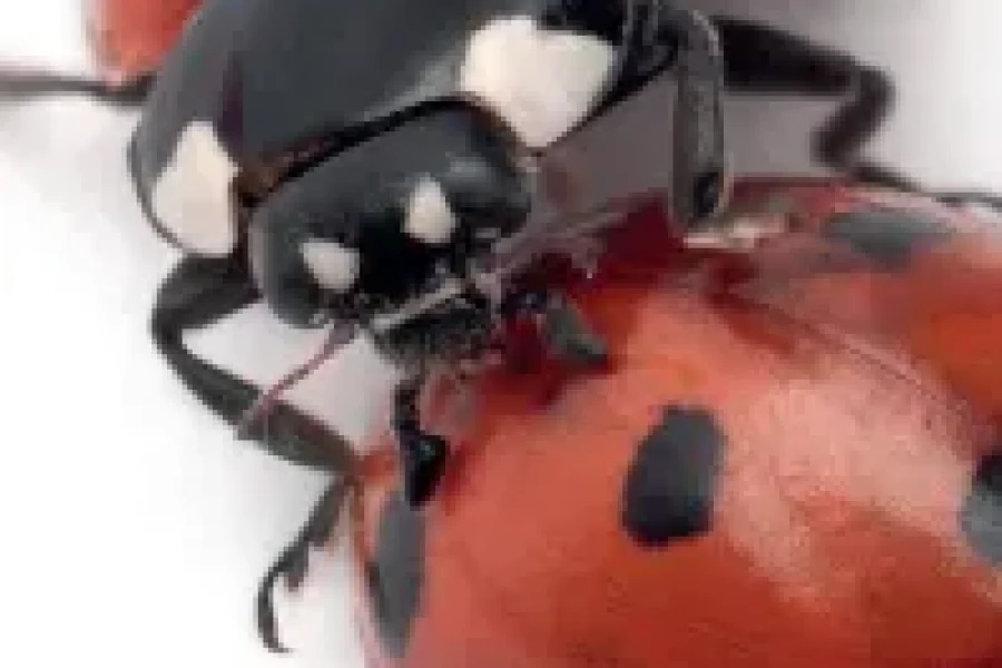 Mariquitas Sexualidad Natural