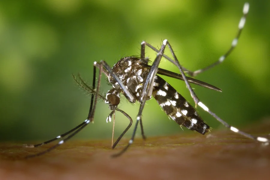 Imagen en primer plano de un mosquito negro con manchas blancas en las patas y el cuerpo, posado sobre la piel humana con un fondo verde difuminado.
