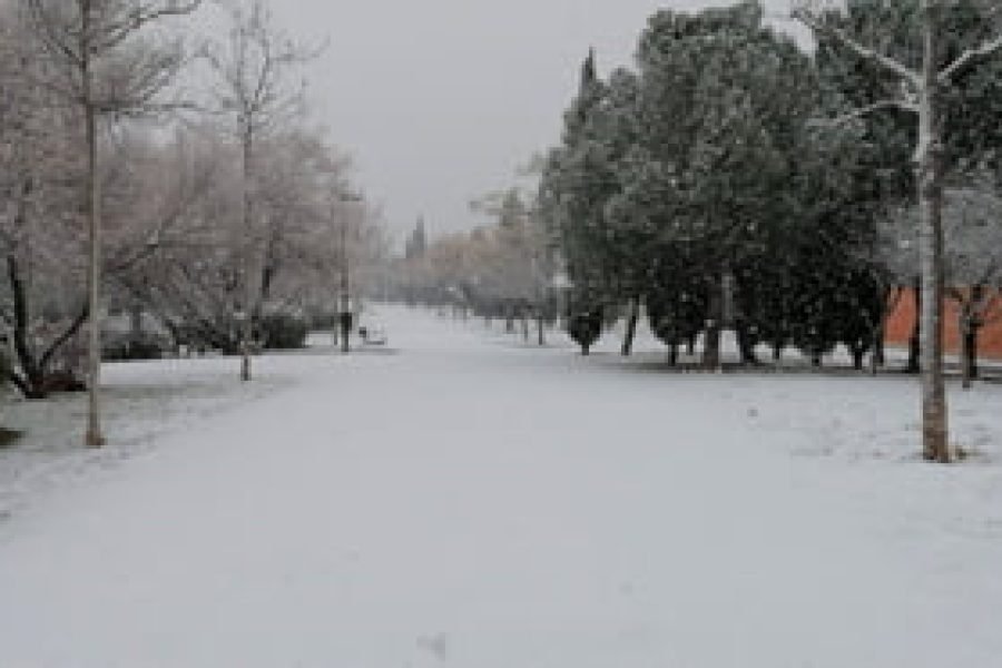 nieve
