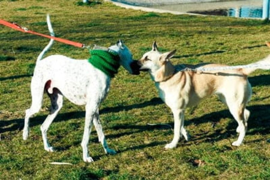 Concienciación temprana contra abandono animal