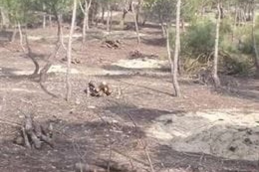 Imagen ofrecida por las organizaciones ecologistas